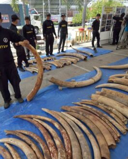 Ivory seizures